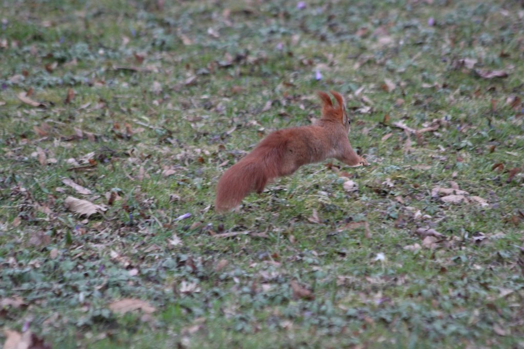 IMG_9218.JPG -  Red squirrel  ( Eichhörnchen )