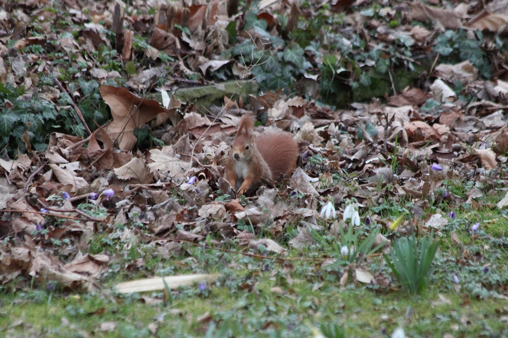 IMG_9236.JPG -  Red squirrel  ( Eichhörnchen )