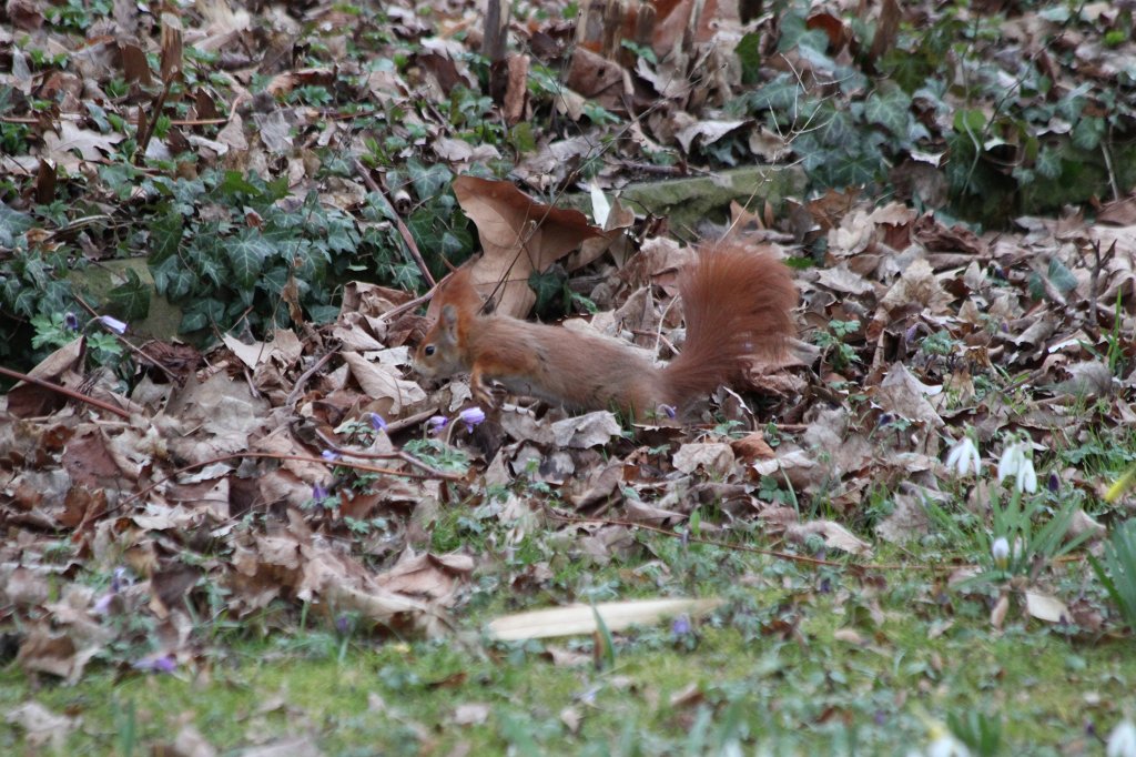 IMG_9238.JPG -  Red squirrel  ( Eichhörnchen )