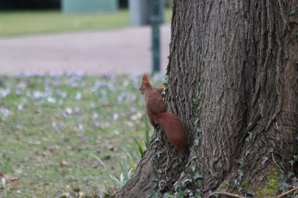 IMG_9250.JPG -  Red squirrel  ( Eichhörnchen )