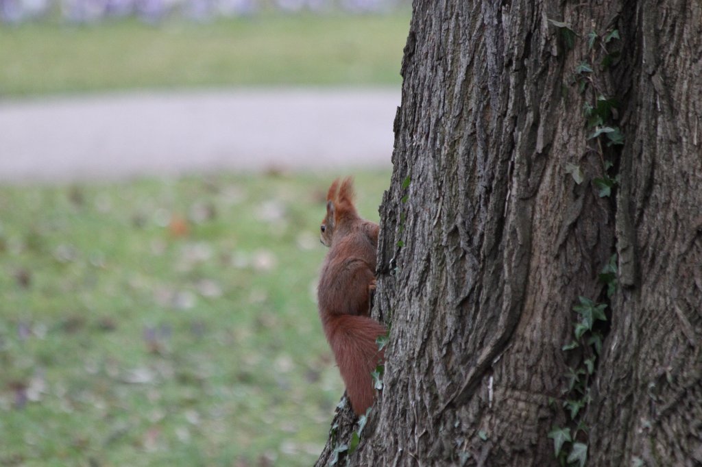 IMG_9252.JPG -  Red squirrel  ( Eichhörnchen )