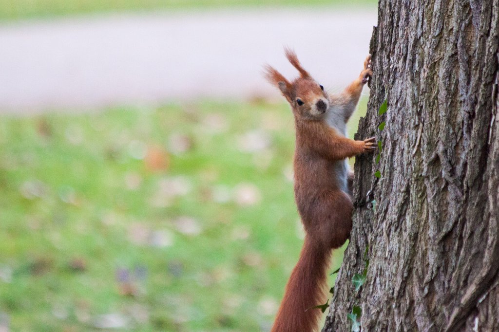IMG_9253_c.jpg -  Red squirrel  ( Eichhörnchen )