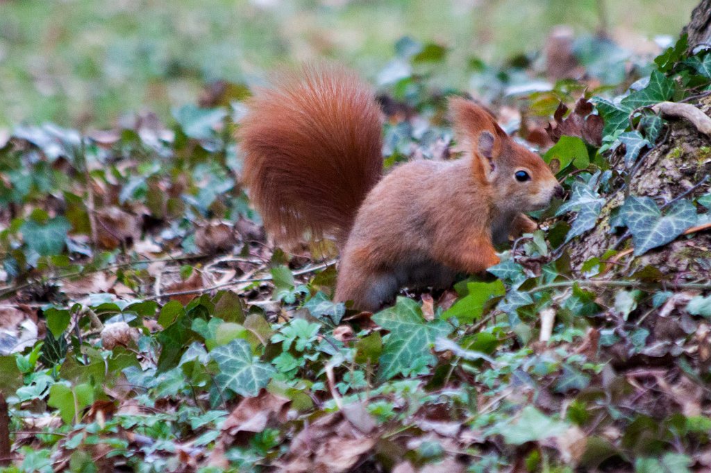 IMG_9254_c.jpg -  Red squirrel  ( Eichhörnchen )