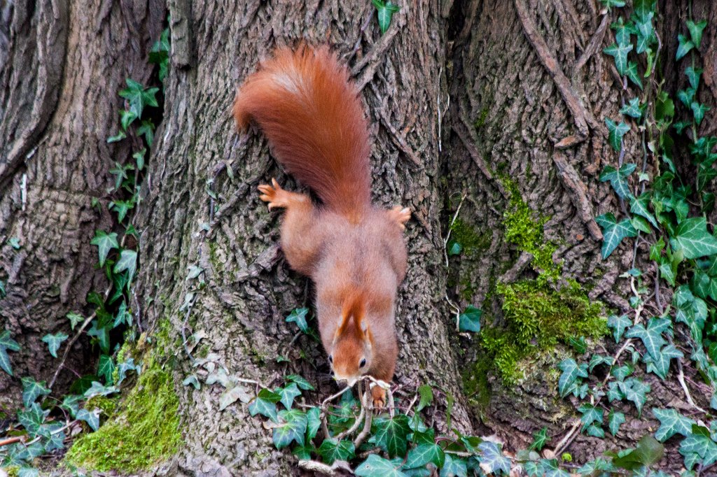 IMG_9256_c.jpg -  Red squirrel  ( Eichhörnchen )