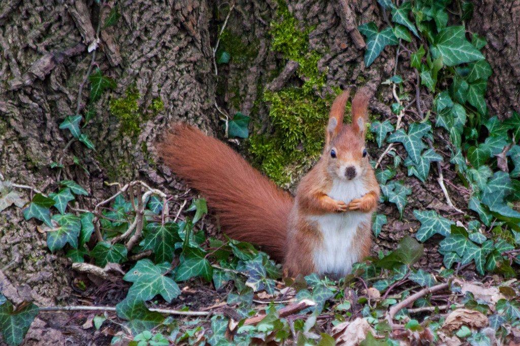 IMG_9262_c.jpg -  Red squirrel  ( Eichhörnchen )