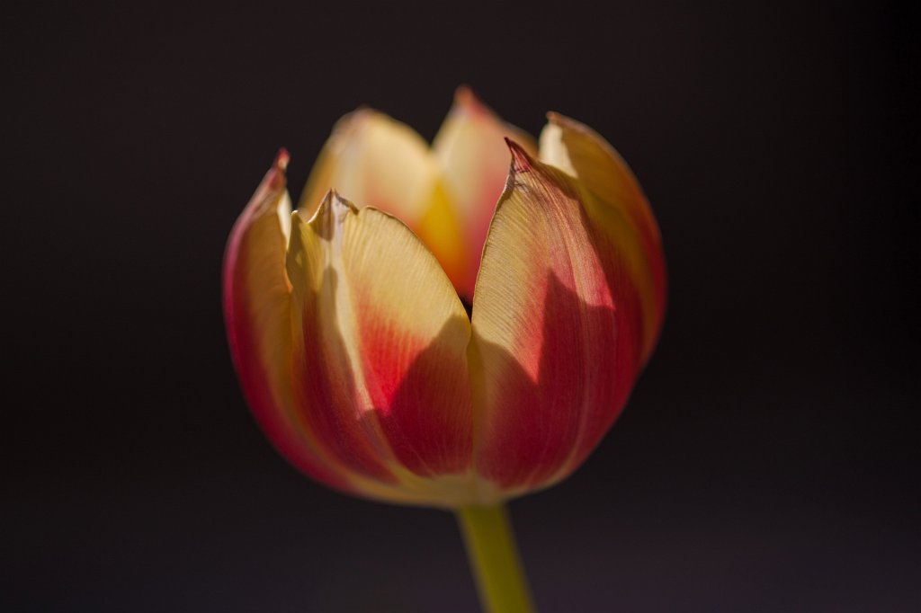 IMG_9316_c.jpg - Tulip