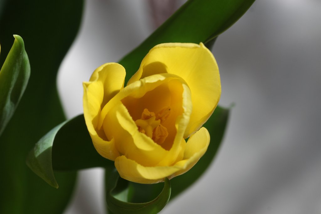 IMG_9476.JPG - Yellow tulip
