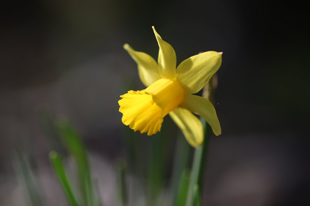 IMG_9542.JPG -  Daffodil  ( Osterglocke )