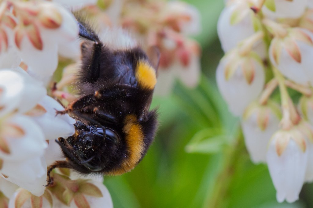 IMG_9551_c.jpg - Bumblebee (Hummel)