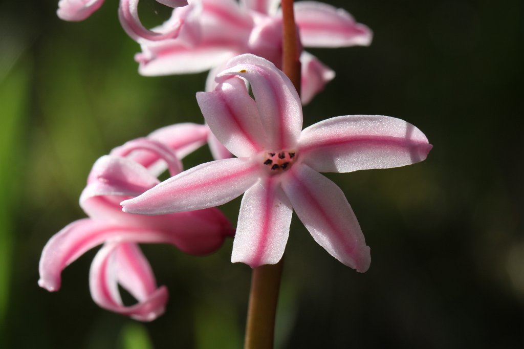 IMG_9600.JPG - Pink Hyacinth
