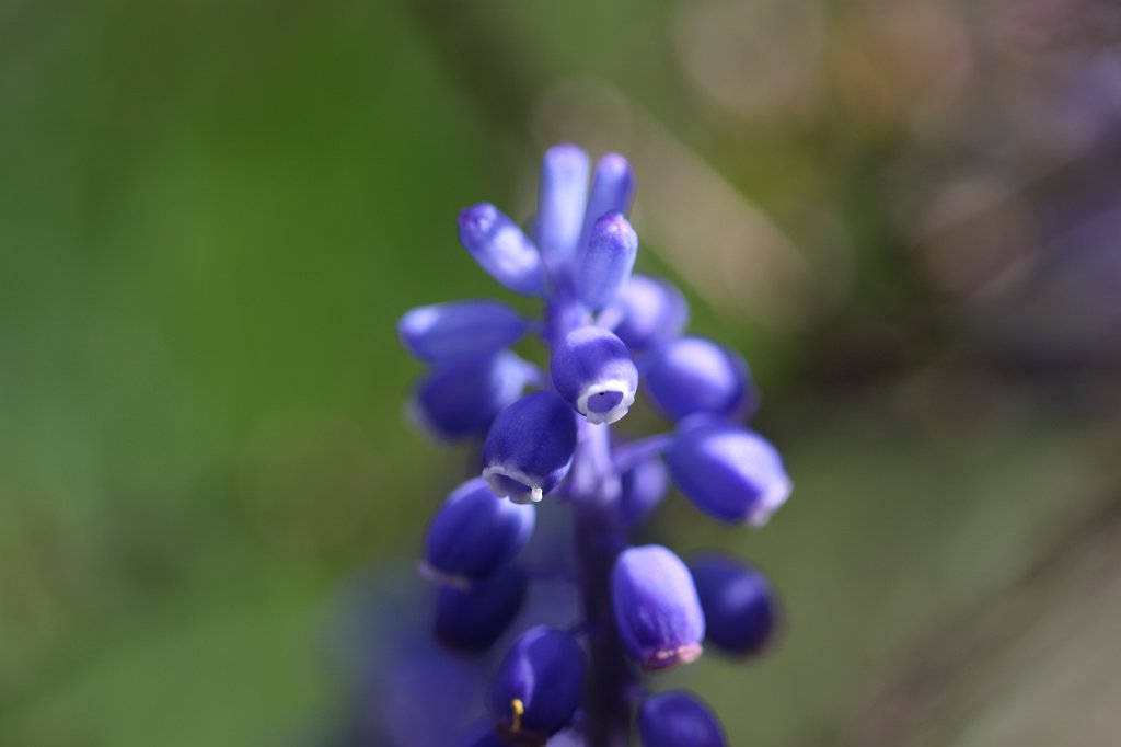 IMG_9615.JPG -  Grape hyacinth  ( Traubenhyazinthen )