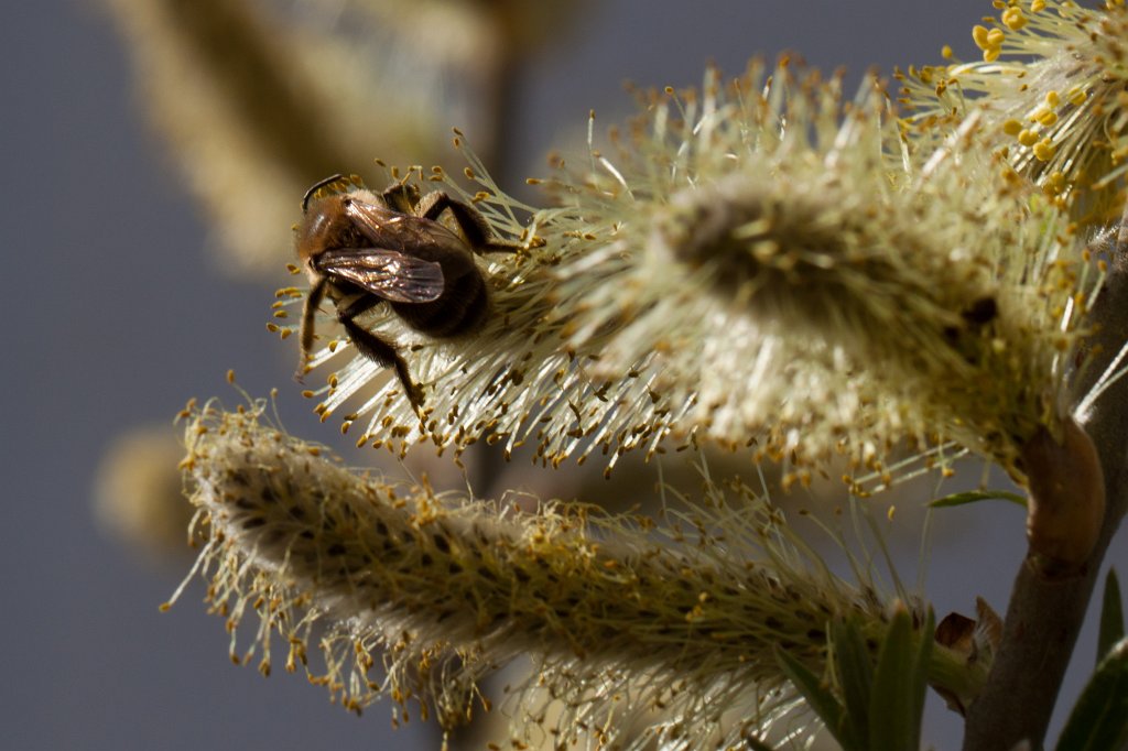 IMG_9630_c.jpg - Bee on  willow   catkin  ( Weiden  kÃ¤tzchen )
