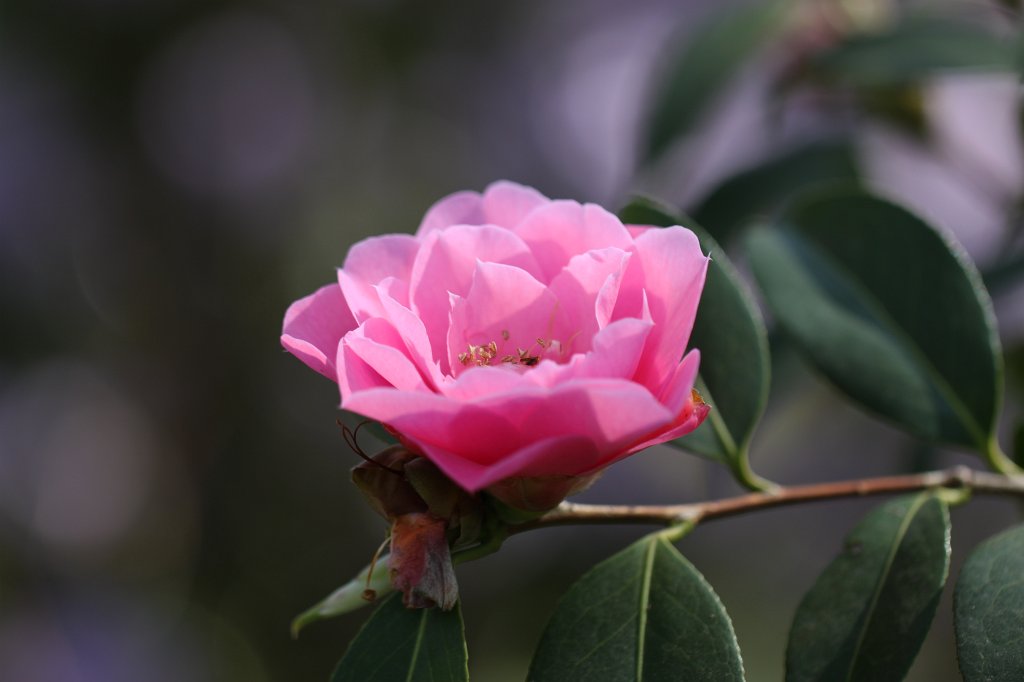 IMG_9681.JPG -  Camellia  ( Kamelie )