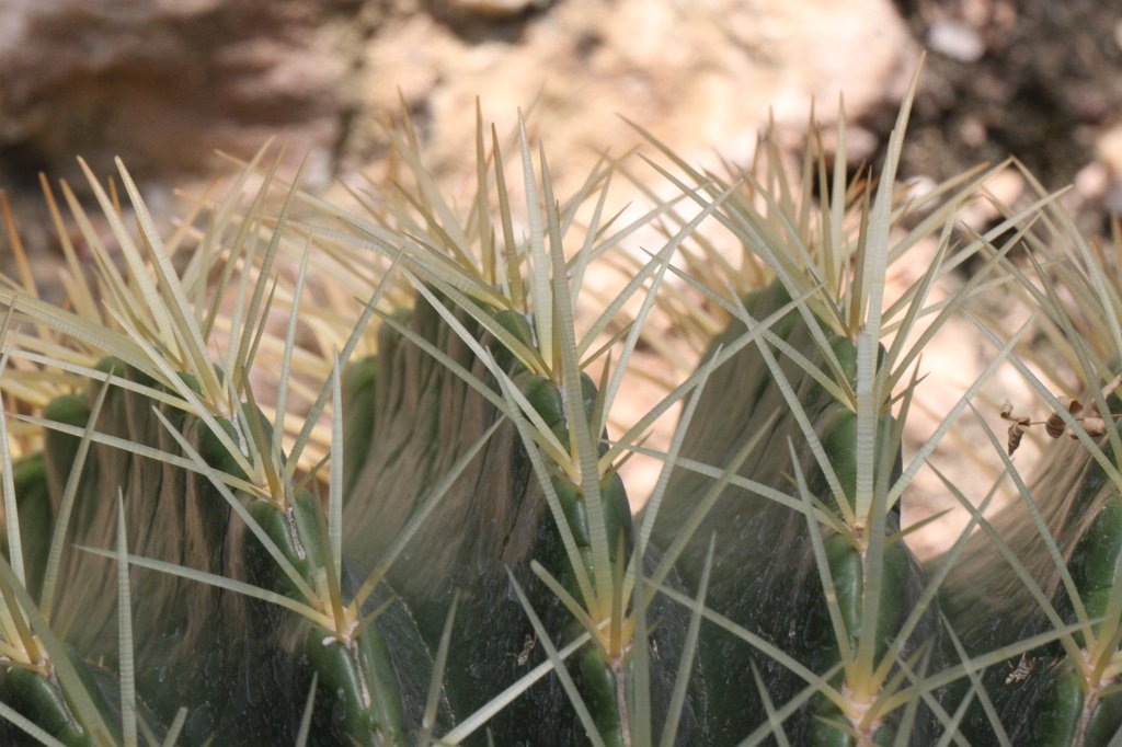 IMG_9746.JPG -  Cactus  ( Kaktus )