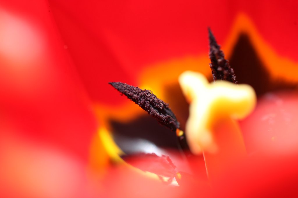 IMG_9868.JPG - Red  tulip  (Rote  Tulpe )