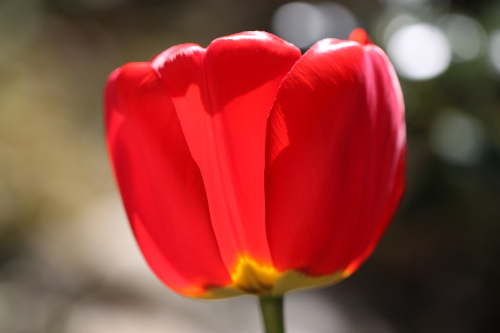 IMG_9870.JPG - Red  tulip  (Rote  Tulpe )