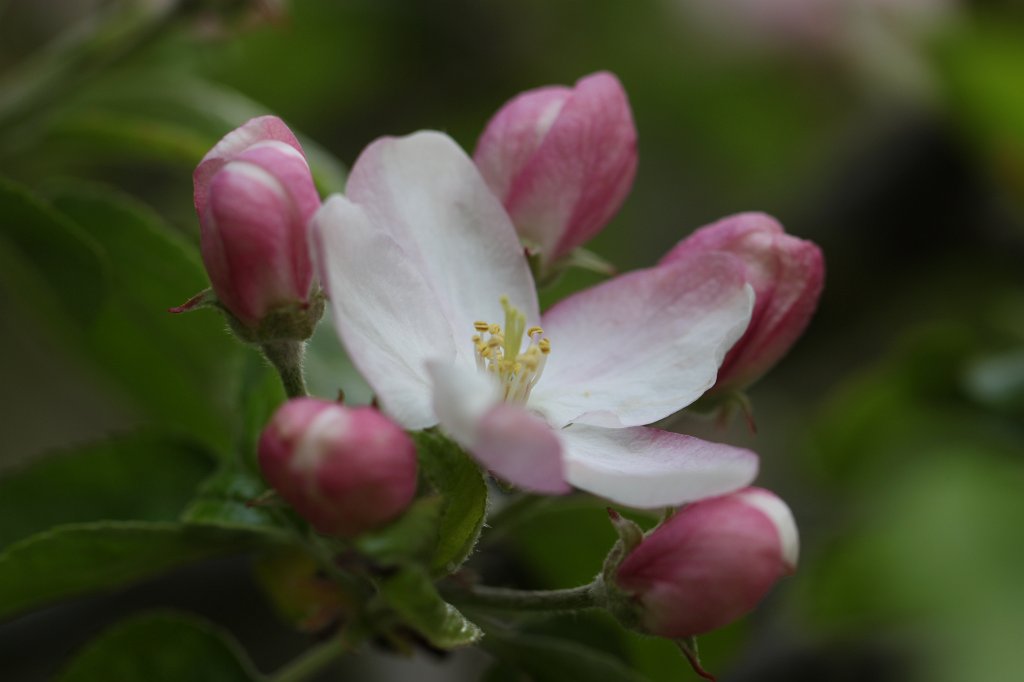 IMG_9890.JPG -  Apple tree  blossom ( Apfelbaum blüte)