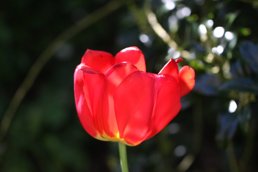 IMG_9918.JPG - Red  tulip  (Rote  Tulpe )