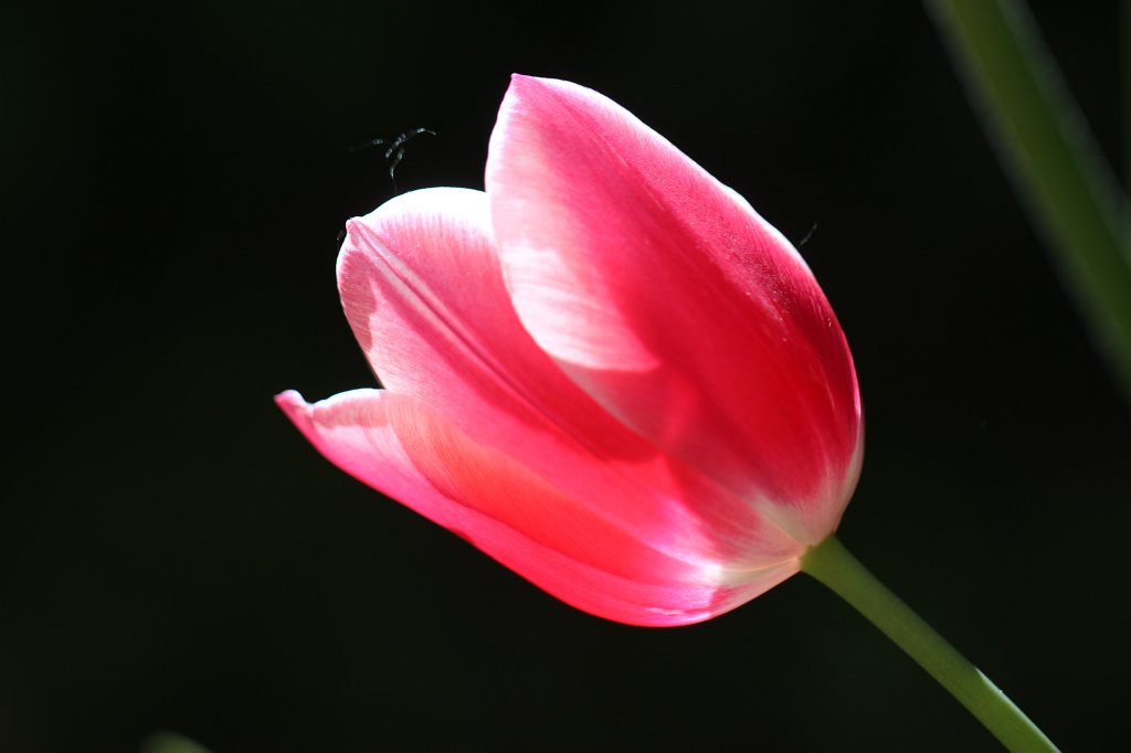 IMG_9919.JPG - Red  tulip  (Rote  Tulpe )