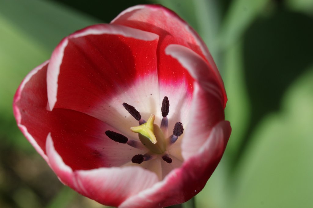 IMG_9930.JPG - Red  tulip  (Rote  Tulpe )
