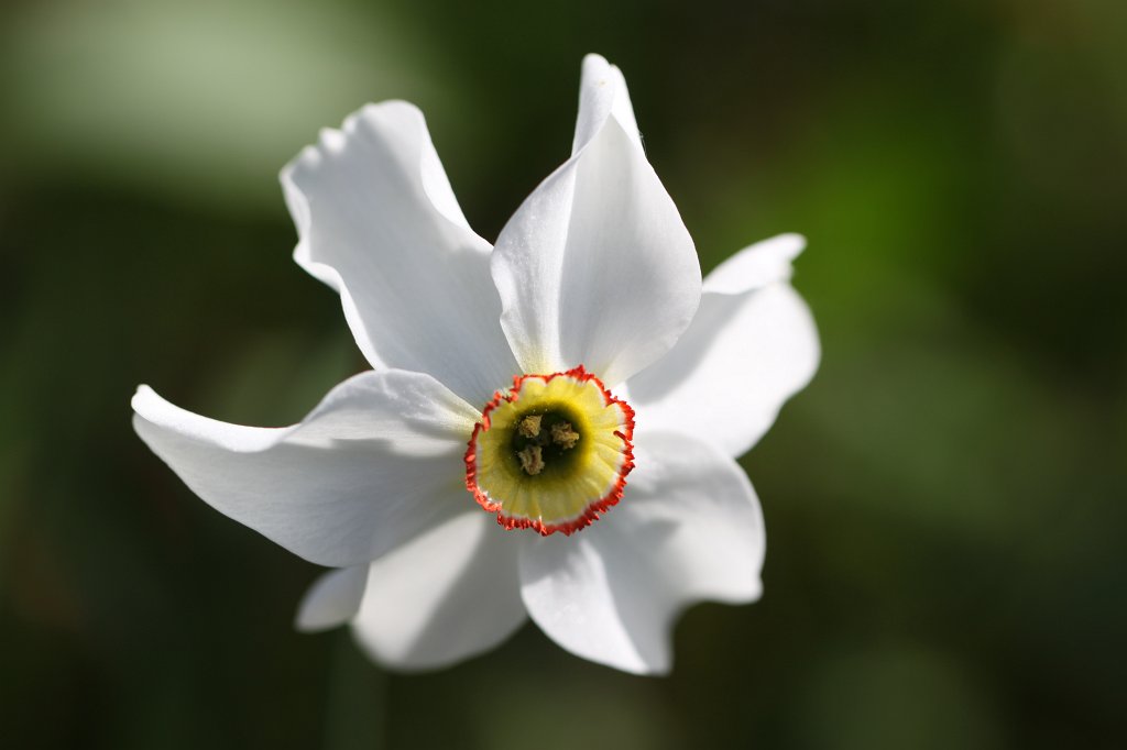 IMG_9944.JPG -  Poet's Daffodil  ( Dichter-Narzisse )