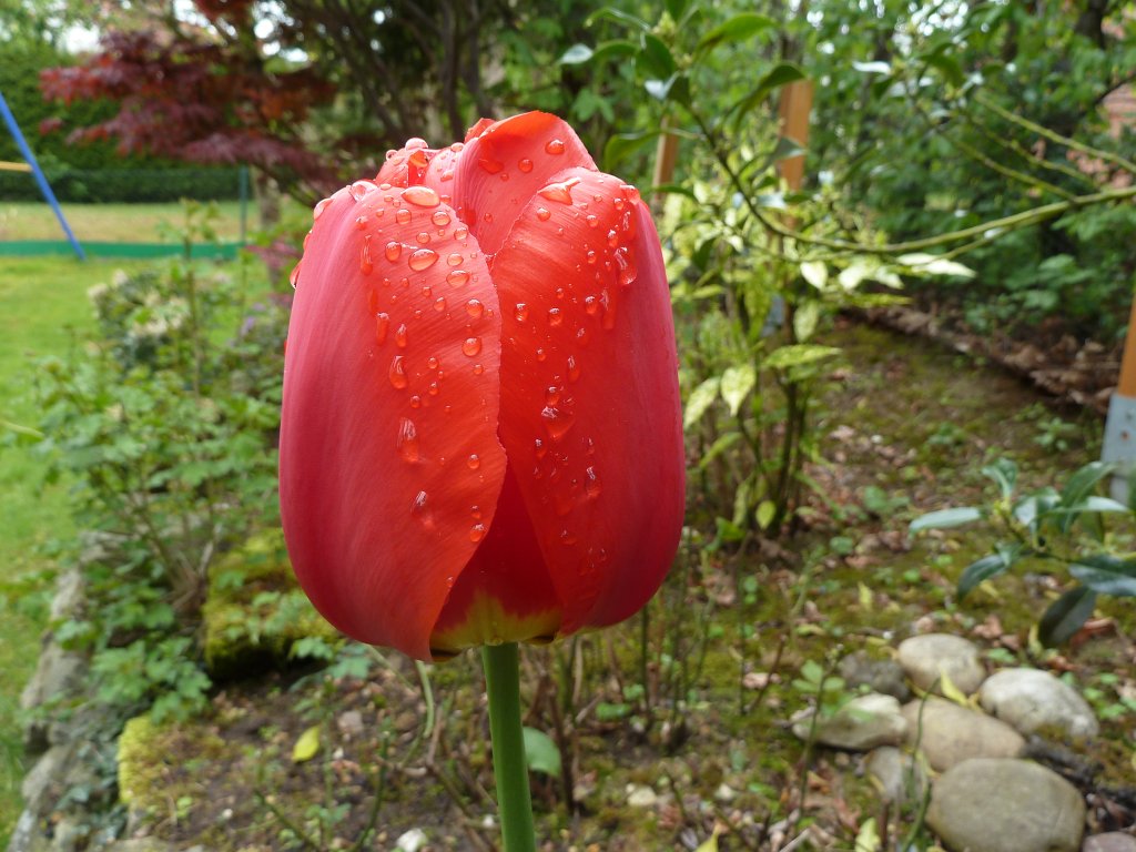 P1130884.JPG - Red  tulip  (Rote  Tulpe )