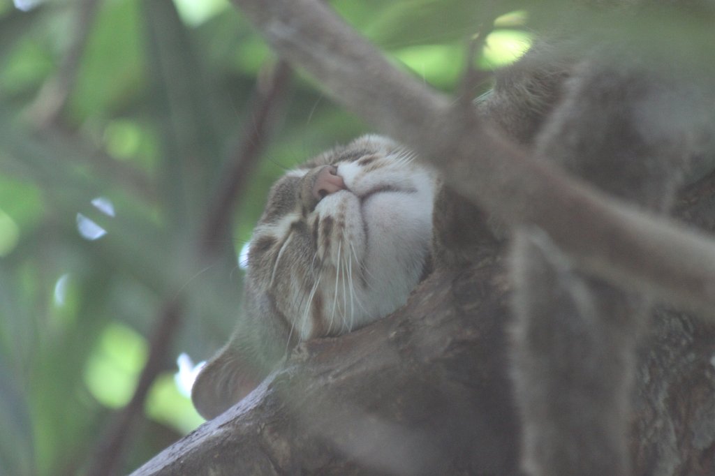 IMG_0128.JPG - Sleeping  rusty-spotted cat  (Schlafende  Rostkatze )