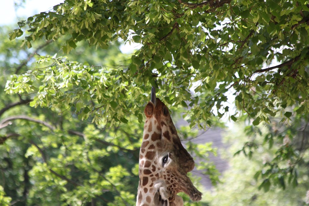 IMG_0156.JPG -  Giraffe  ( Giraffe )