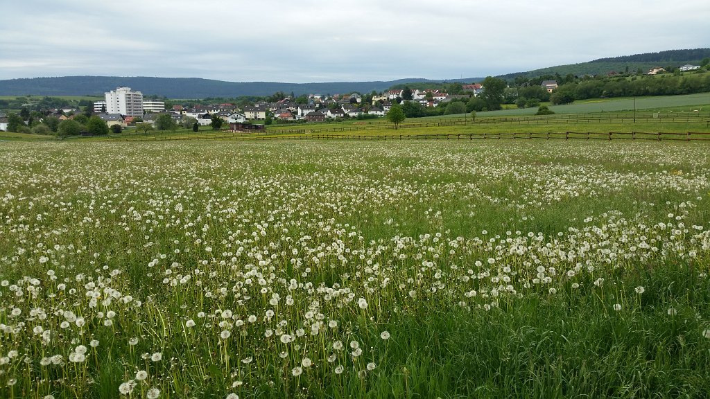 20150515_082329.jpg -  Dandelion  blowball meadow ( Löwenzahn wiese)