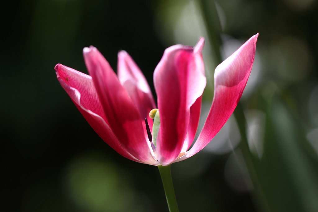 IMG_0410.JPG - Wide opened  tulip  (Weitgeöffnete  Tulpe )