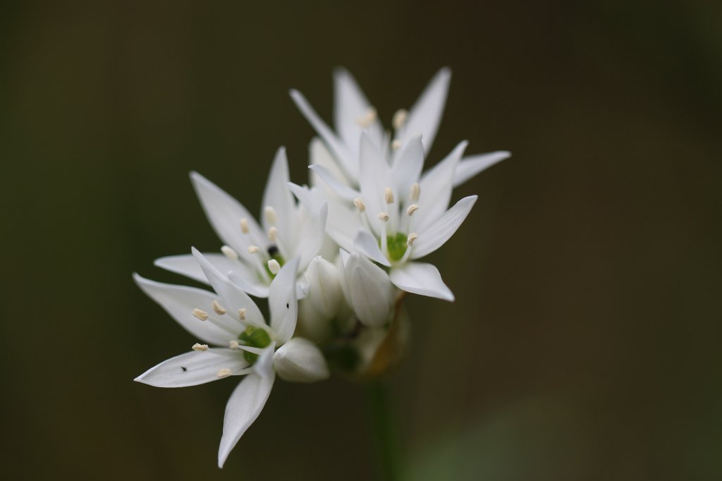 IMG_0447.JPG -  Allium ursinum  ( Bärlauch )