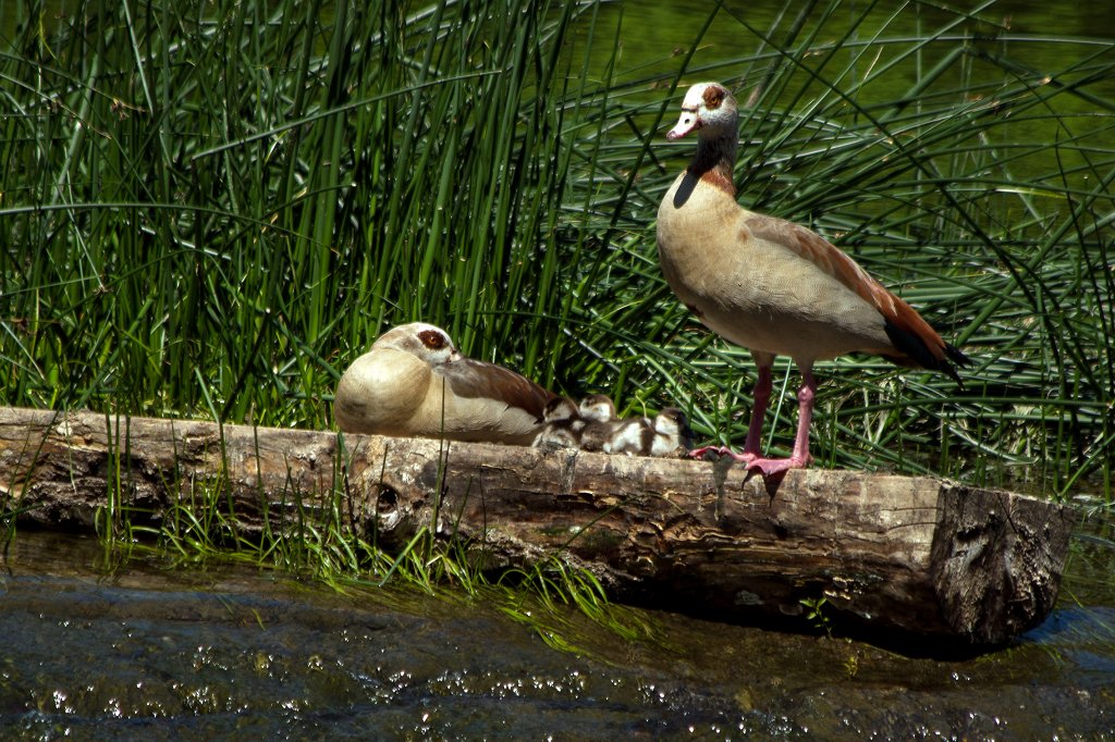 IMG_0942_c.jpg -  Egyptian goose  couple with goslings
