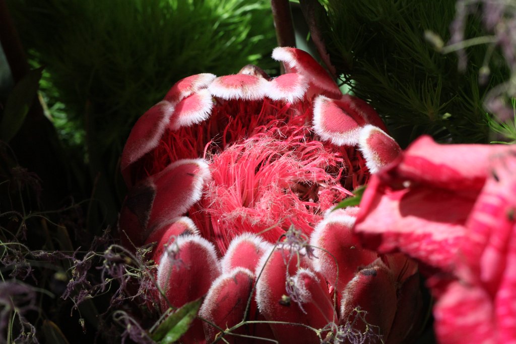 IMG_1034.JPG - Flower in the  Palmengarten 
