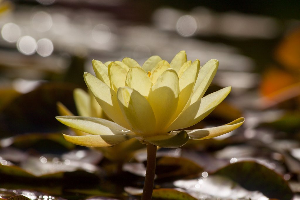 IMG_1094_c.jpg -  Yellow water-lily  ( Gelbe Seerose )
