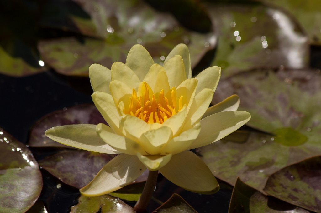 IMG_1098_c.jpg -  Yellow water-lily  ( Gelbe Seerose )