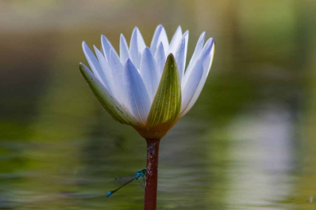 IMG_1103_c.jpg -  Damselfly  on  water lily 