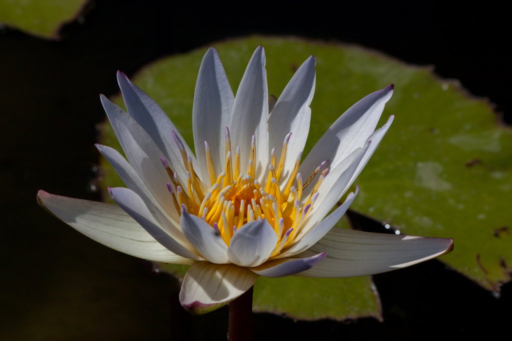 IMG_1106_c.jpg -  Water-lily  ( Seerose )