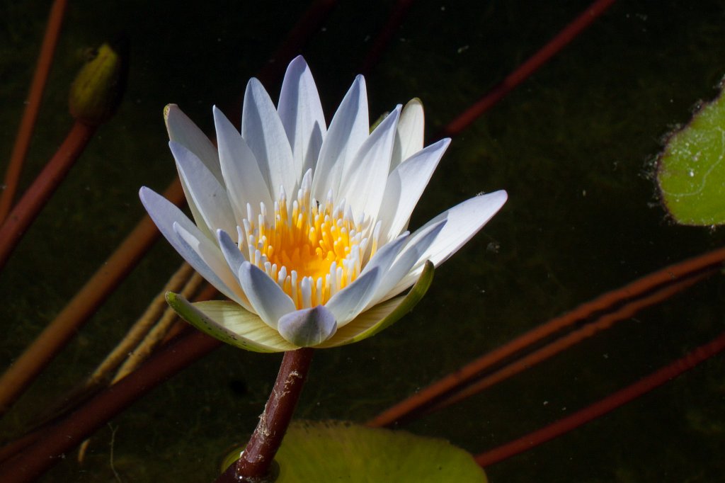 IMG_1107_c.jpg -  Water-lily  ( Seerose )