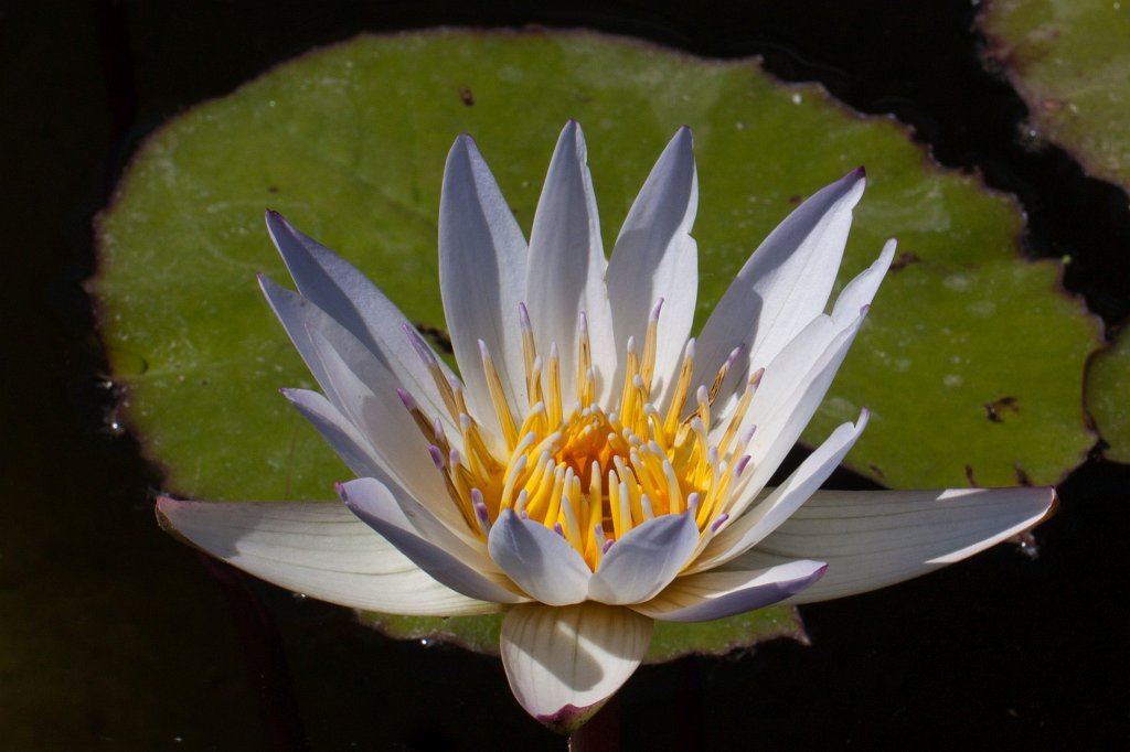 IMG_1108_c.jpg -  Water-lily  ( Seerose )
