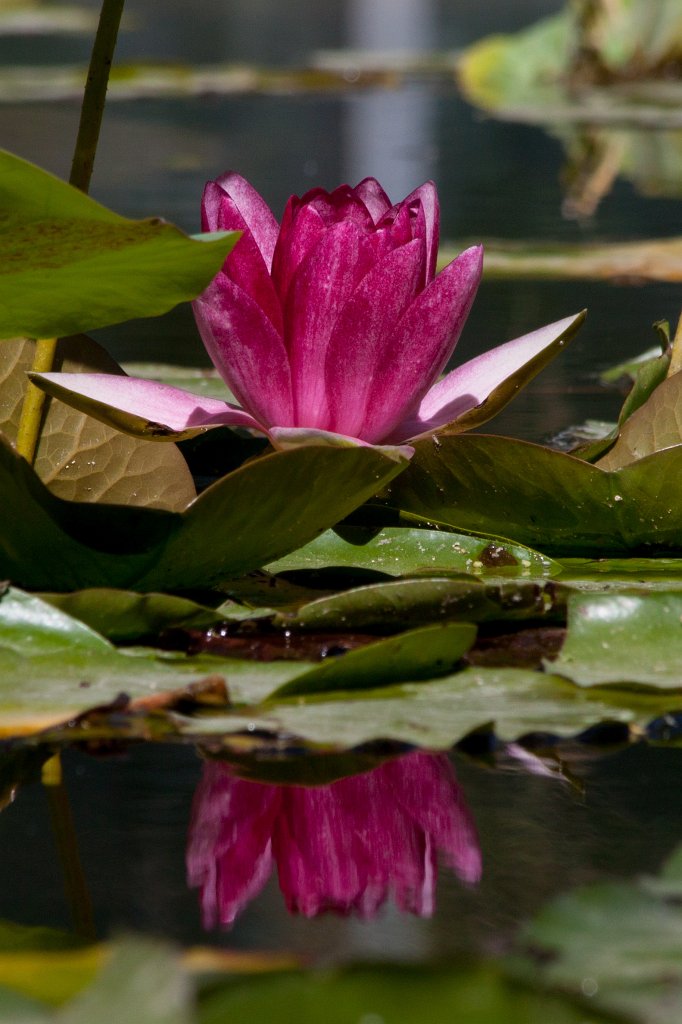 IMG_1110_c.jpg -  Water-lily  ( Seerose )