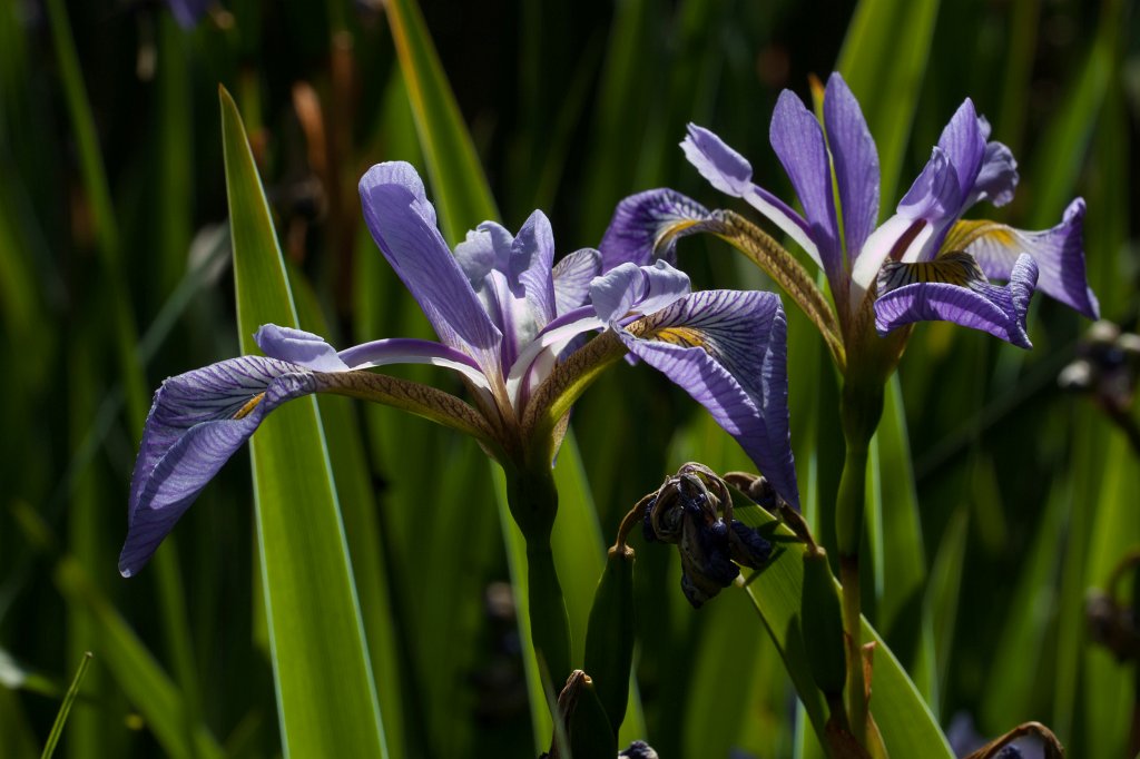 IMG_1177_c.jpg -  Iris  ( Schwertlilien )