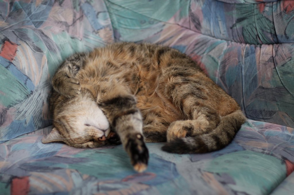 IMG_1204.JPG - Sleeping cat