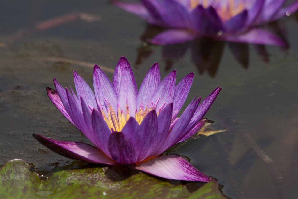 IMG_1399_c.jpg -  Water-lily  ( Seerose )