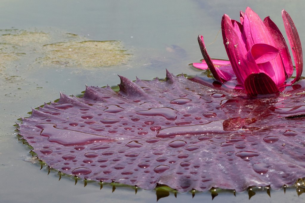 IMG_1417_c.jpg -  Water-lily  ( Seerose )