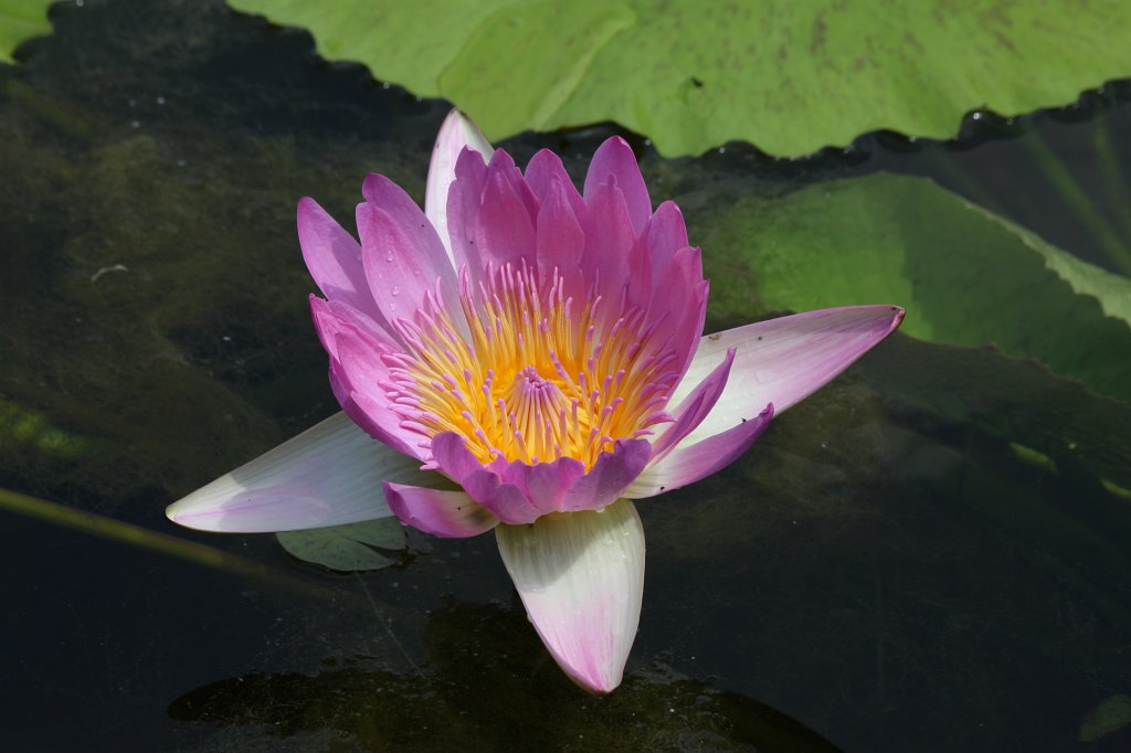 IMG_1419.JPG -  Water-lily  ( Seerose )