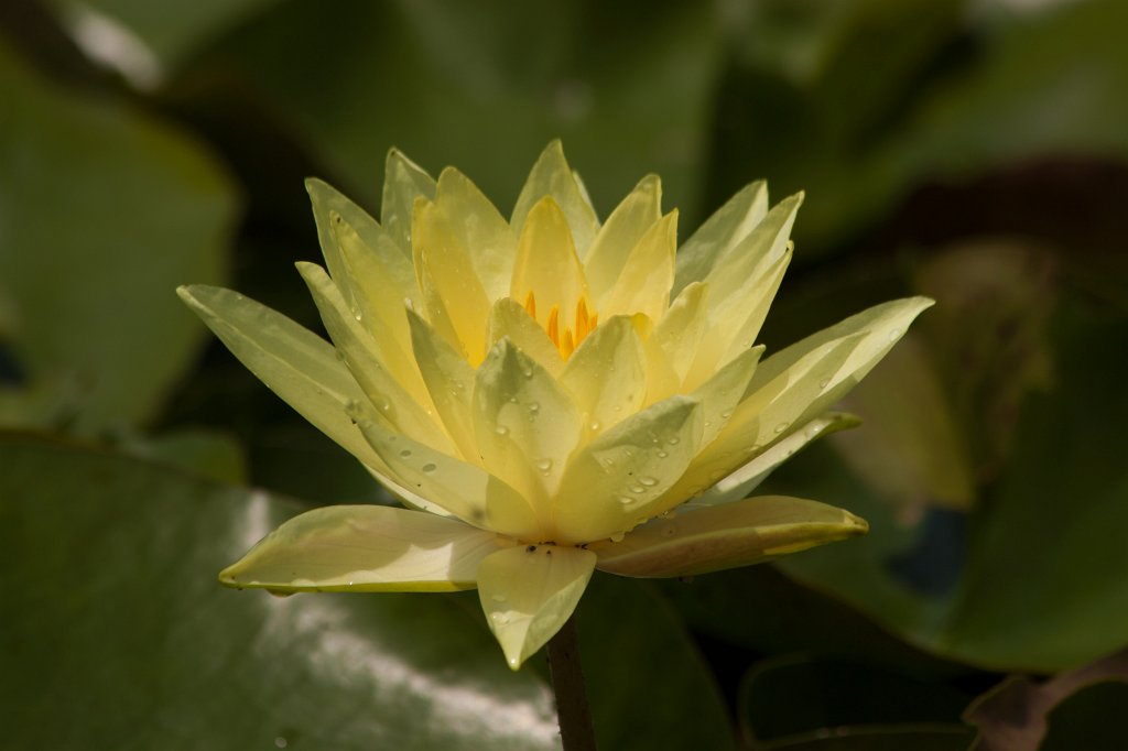 IMG_1425_c.jpg -  Water-lily  ( Seerose )