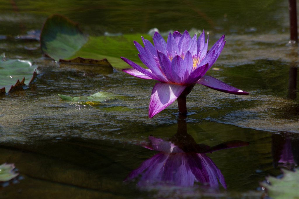 IMG_1427_c.jpg -  Water-lily  ( Seerose )