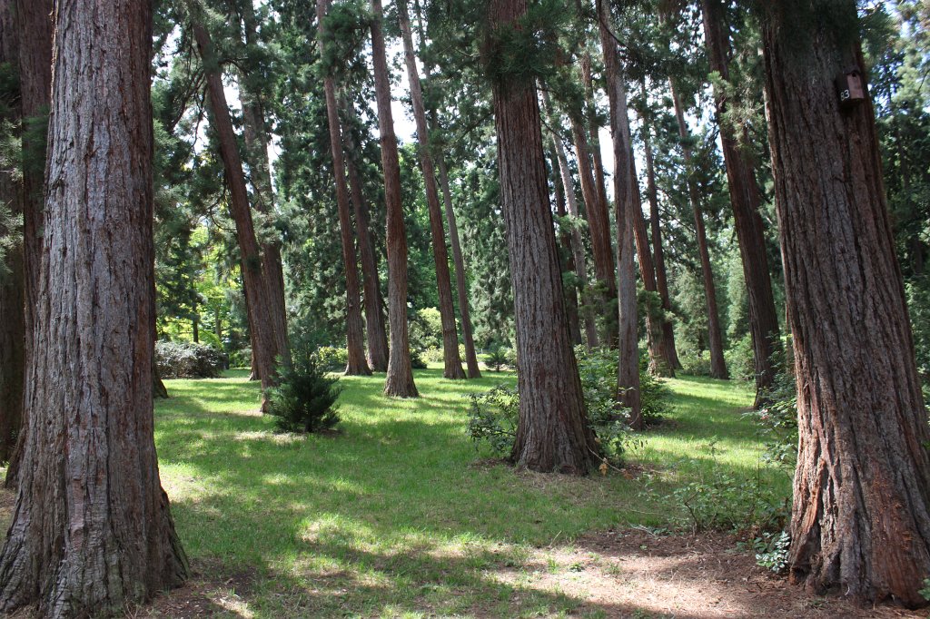 IMG_1580.JPG -  Sequoia  ( Mammutbäume )