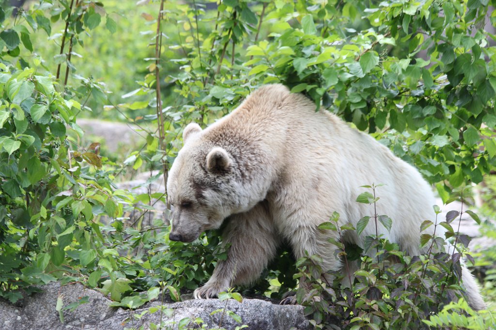IMG_1630.JPG -  Brown bear  ( Braunbär )