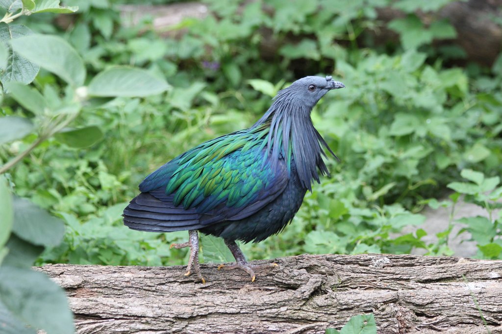 IMG_1827.JPG -  Nicobar pigeon  ( Mähnentaube )